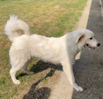 Jerry Giovane con Tanta Voglia di Correre e di Coccole - Foto n. 5