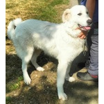 Jerry Giovane con Tanta Voglia di Correre e di Coccole - Foto n. 6