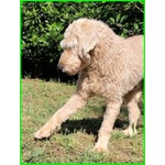 Salvo 4anni Dolce e Tranquillo Simil Lagottino - Foto n. 2