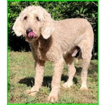 Salvo 4anni Dolce e Tranquillo Simil Lagottino - Foto n. 4