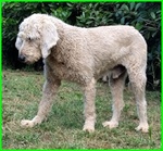 Salvo 4anni Dolce e Tranquillo Simil Lagottino - Foto n. 5