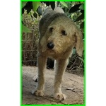 Salvo 4anni Dolce e Tranquillo Simil Lagottino - Foto n. 6