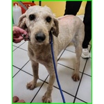 Salvo 4anni Dolce e Tranquillo Simil Lagottino - Foto n. 7