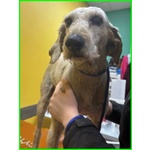 Salvo 4anni Dolce e Tranquillo Simil Lagottino - Foto n. 8