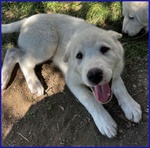 Bbq Dolce Nuvoletta mix Maremmana - Foto n. 2