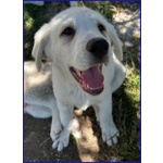 Bbq Dolce Nuvoletta mix Maremmana - Foto n. 3