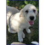 Bbq Dolce Nuvoletta mix Maremmana - Foto n. 4