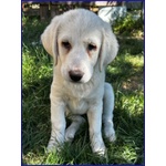 Bbq Dolce Nuvoletta mix Maremmana - Foto n. 5