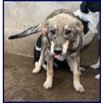 Flavia sui 3 anni una Timidina - Foto n. 3