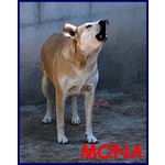 MONA 6 anni abbaia per paura
