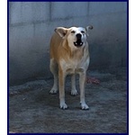 Mona 6 anni Abbaia per Paura - Foto n. 2