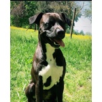 JAISON 9anni socievole con le persone