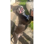 Jaison 9anni Socievole con le Persone - Foto n. 2