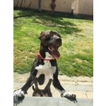 Jaison 9anni Socievole con le Persone - Foto n. 4