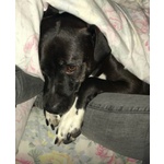 Jaison 9anni Socievole con le Persone - Foto n. 5