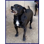 Sound 7-8anni Festoso e Buono - sui 10-11kg - Foto n. 2