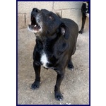 Sound 7-8anni Festoso e Buono - sui 10-11kg - Foto n. 3