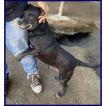 Sound 7-8anni Festoso e Buono - sui 10-11kg - Foto n. 4