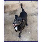 Sound 7-8anni Festoso e Buono - sui 10-11kg - Foto n. 5