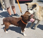 Dalila Giovane, Socievole e Buona con Tutti! - Foto n. 4