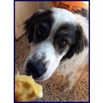 Ggg 4anni Dolcissimo Coccolone - Foto n. 5