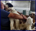 Ggg 4anni Dolcissimo Coccolone - Foto n. 8