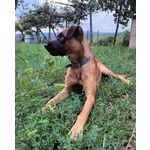 Blu solo come Figlio Unico! Buono con le Persone - Foto n. 3