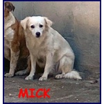 MICK sui 6anni tg medio picc. cerca rassicurazione
