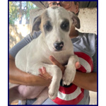 🐶 Altra Razza femmina in adozione a Milano (MI) e in tutta Italia da privato