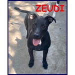 🐶 Altra Razza femmina in adozione a Milano (MI) e in tutta Italia da privato