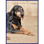 Daima sui 6anni Dolcissima Cercacoccole - Foto n. 2