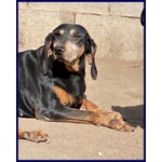 Daima sui 6anni Dolcissima Cercacoccole - Foto n. 3