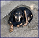 Daima sui 6anni Dolcissima Cercacoccole - Foto n. 4