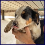 🐶 Altra Razza femmina in adozione a Milano (MI) e in tutta Italia da privato