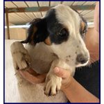 Filadelfia Giovane Abbandonata col Fratellino tg Mediopicc. - Foto n. 2