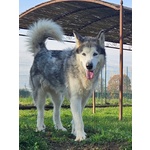 🐶 Altra Razza femmina in adozione a Vidigulfo (PV) da associazione animali