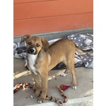 🐶 Altra Razza femmina in adozione a Vidigulfo (PV) da associazione animali