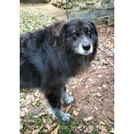 Lupo 7anni un Amico Fedele - Foto n. 6