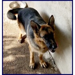 Domiziana Giovane Simpatica Pastorella Ted. - Foto n. 2