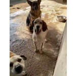 Domiziana Giovane Simpatica Pastorella Ted. - Foto n. 3