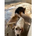 Domiziana Giovane Simpatica Pastorella Ted. - Foto n. 4