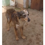 🐶 Altra Razza femmina in adozione a Milano (MI) e in tutta Italia da privato