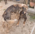 Perla Giovane Affettuosa mix Setter - Foto n. 2