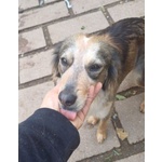 Perla Giovane Affettuosa mix Setter - Foto n. 3