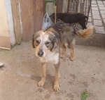 Perla Giovane Affettuosa mix Setter - Foto n. 4