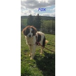 🐶 Altra Razza maschio in adozione a Milano (MI) e in tutta Italia da privato