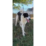 Brando Giovane e Buono! tg Grande - Foto n. 6