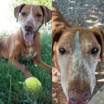 🐶 Altra Razza maschio in adozione a Milano (MI) e in tutta Italia da privato