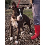 🐶 Altra Razza femmina di 8 mesi in adozione a Latina (LT) e in tutta Italia da associazione animali