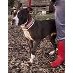 Camilla Dolce Cucciola Amstaff 8 mesi Cerca Adozione - Foto n. 2